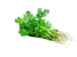 bunch of fresh parsley