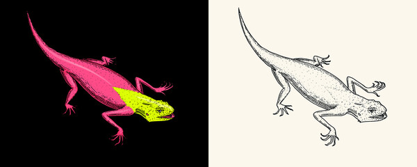 Lizard or gecko or agama. Exotic reptiles or blue snakes, Red mountain, Sinai Rainbow agama. Wild animals in nature. Engraved hand drawn.