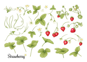 Strawberry branch with red berries. Clip art, set of elements for design Colored vector illustration. Isolated on white background.