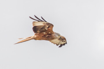 Fliegender Rotmilan