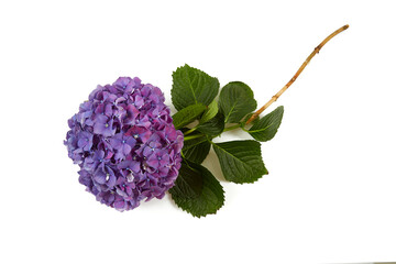 purple hydrangea isolated on white background