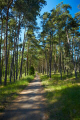 beautiful path in summer forest, wonderful place for bike adventures. Curonian spit, Luthuania