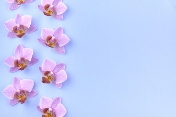 Pink orchid flowers laid out in rows on a blue background.