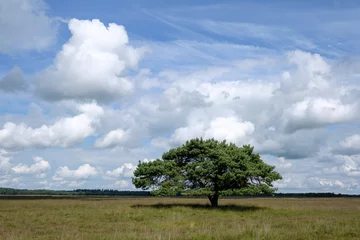 Foto auf Leinwand Naturereserve Doldersummerveld, Drenthe Province, The Netherlands © Holland-PhotostockNL