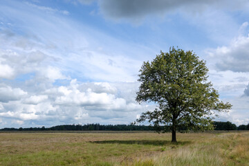 Naturereserve Doldersummerveld, Drenthe Province, The Netherlands