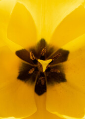 Macro shot of the pistil of a yellow flower