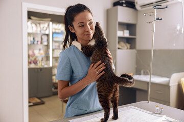 Asian veterinarian intern in blue uniform hugs tabby cat at table in clinic