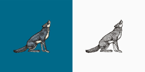 Gray wolf howling. A predatory beast. Wild forest animal. Vector Engraved hand drawn Vintage old sketch for stamp, t-shirt or typography or badge.