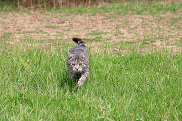 gray wild cat went hunting	