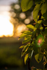 Pear tree branches with green leaves at sunset in an organic garden. close-up, selective focus.