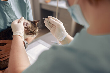 Veterinarian in latex gloves cleans cat ear using cotton swab in modern vet clinic