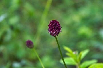 Great burnet Sanguisorba officinalis Greater burnet flower.