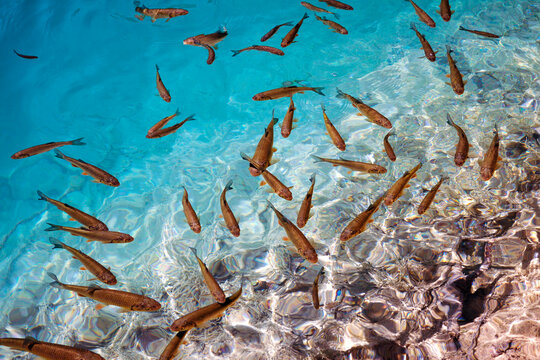 Nature Background With Fish School In Blue Tropical Sea