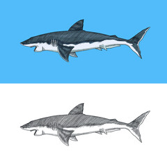 Great white shark or mackerel shark. Marine predatory animal. Sea life. Hand drawn vintage engraved sketch. Vector illustration for web, logo or t-shirt.