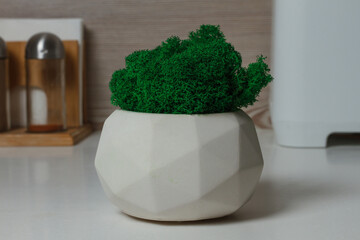 Stabilized moss in the pot. Eco design interior. Green moss plant.