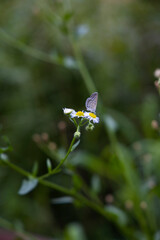 A southern butterfly sitting on a sagebrush and sucking nectar