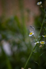 A southern butterfly sitting on a sagebrush and sucking nectar