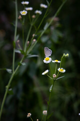 A southern butterfly sitting on a sagebrush and sucking nectar