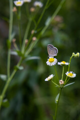A southern butterfly sitting on a sagebrush and sucking nectar