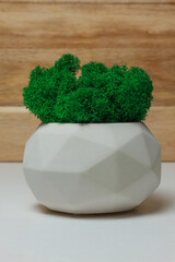 Stabilized moss in the pot. Eco design interior. Green moss plant.