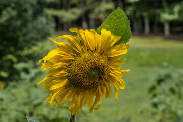 Yellow sunflower with a bee