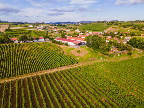 Aerial View Of A Vineyard With Grape Orchards In Countryside At Sunset, Ventosa, Lisbon, Portugal.