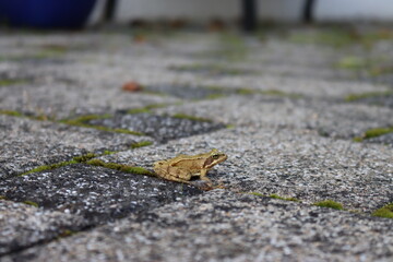 Frosch