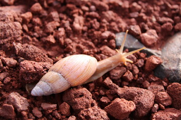 Caracol