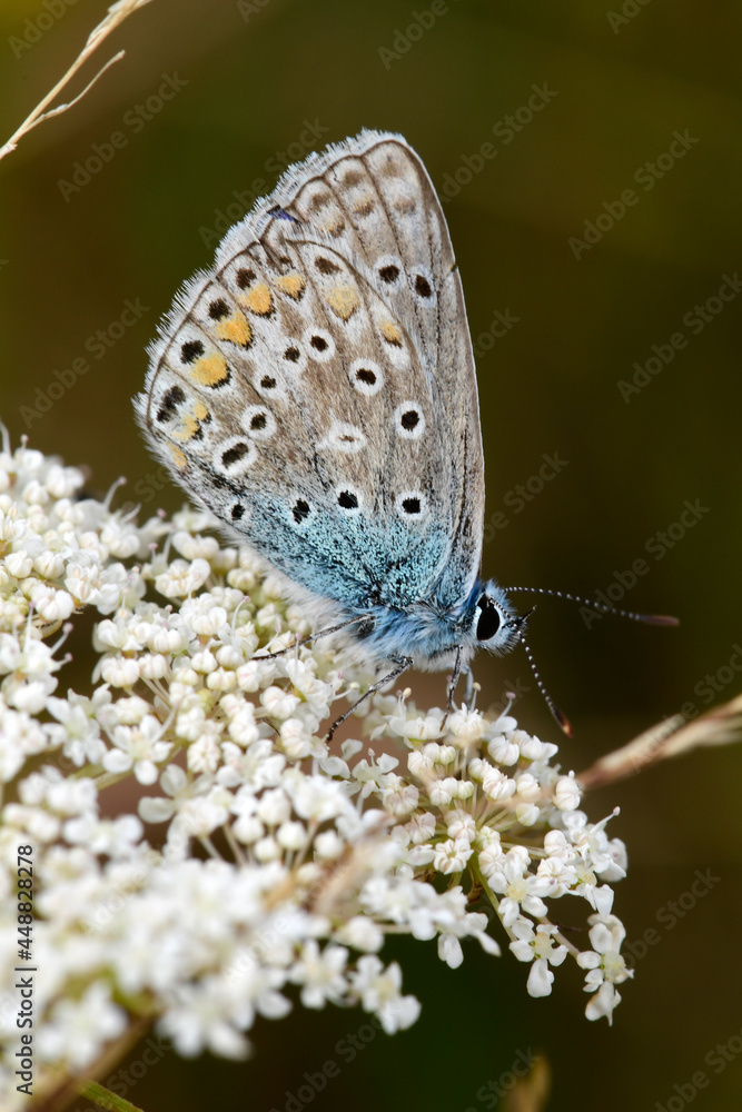 Canvas Prints Common blue // Hauhechel-Bläuling (Polyommatus icarus)