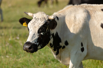 Portrait of a white bull with black spots.