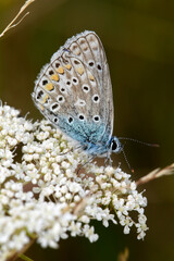 Common blue // Hauhechel-Bläuling (Polyommatus icarus)