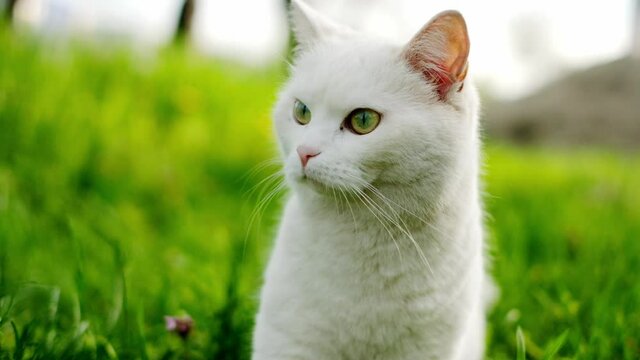 The cat. portrait of white cat with green eyes sitting in the green grass in the garden .cat turns the head of different directions.Concept of adorable cat pets 