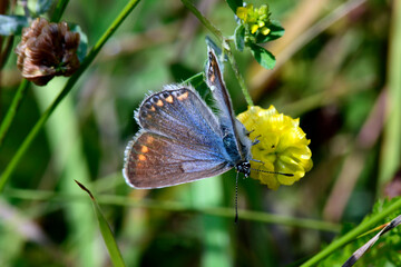 weiblicher Hauhechel-Bläuling // female Common blue   (Polyommatus icarus)