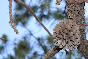pine cones in snow