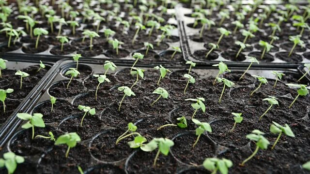 Vegetable seedlings growing in cultivation tray