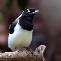 close-up of White-naped Jay (Cyanocorax cyanopogon) perched isolated on a trunk.