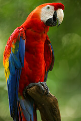 A scarlet macaw perched in a trunk