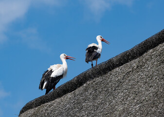 Weißstorch steht auf einem Reeddach eines Wohnhauses