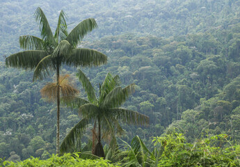 Fototapeta na wymiar Jussara palm and the Atlantic rainforest of Brazil