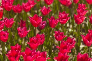 Fototapeta premium tulips garden
