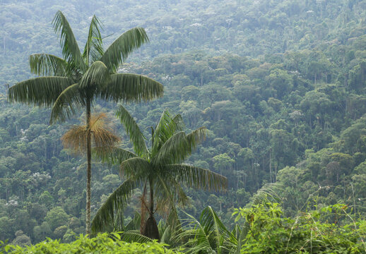 Jussara palm and the Atlantic rainforest of Brazil