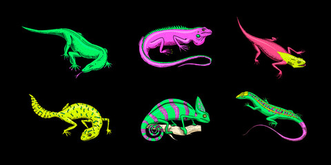 Obraz premium Ibiza wall lizard, common leopard or spotted fat-tailed gecko, exotic reptiles. Wild animals in nature. Engraved hand drawn.