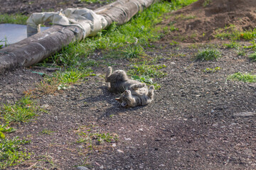Young cat is enjoying life, lying on its back and basking in sun. Topic - joy of life, serenity, insouciance, tranquility - everything that we love cats for