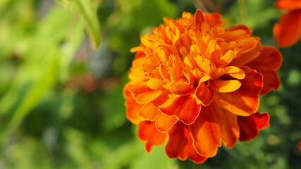 Zinnia Elegans Pop Art Golden Red flower.Bicolor flowers.