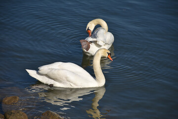 Schwäne auf dem Wasser