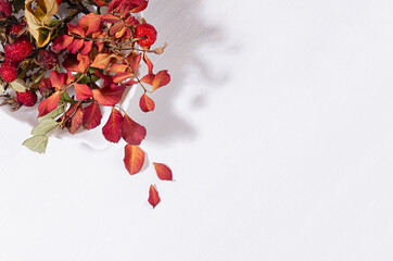 Autumn elegant background with red dried berries and leaves rose hip in leaf bowl in sunshine with shadow on soft light white wood board, top view, border.
