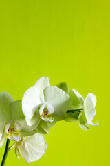 White phalaenopsis orchid on yellow background and copy space.