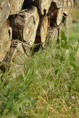 Verwitterter Holzstapel im Gras