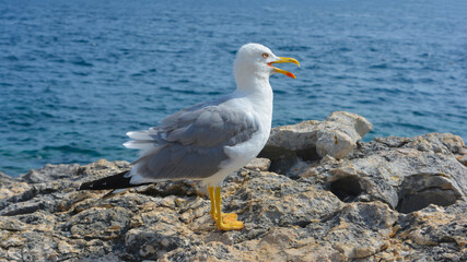 Fototapeta na wymiar Seagull on rock