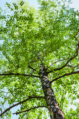 lush foliage of summer birch